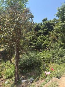 Johri Plot View 2