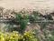 Adani Oyster Greens Main Image 1