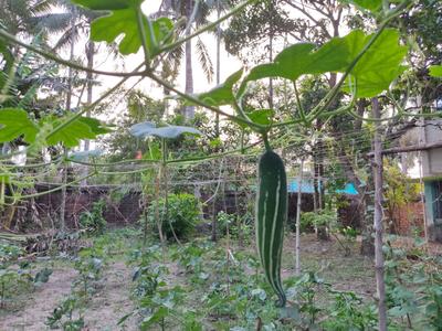 Image of 19620 Sq.ft Residential Plot / Land for sale in Diamond Harbour, South 24 Parganas for Rs. 13500000