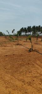 Image of 9500 Sq.ft Residential Plot / Land for sale in Konalai, Tiruchirappalli for Rs. 1850000