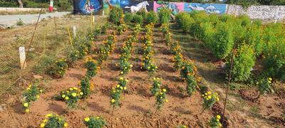 Image of 1200 Sq.ft Residential Plot / Land for sale in Bhuda Colony, Dhanbad for Rs. 1200000