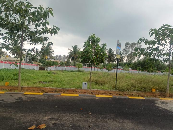 Best Green Orchid Main Image 1