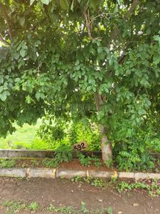 Image of 1200 Sq.ft Residential Plot / Land for sale in Basavanagudi, Shivamogga for Rs. 3600000