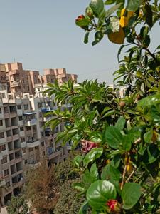 Image of 1480 Sq.ft 3 BHK Apartment / Flat for sale in Orange Royal Orange County, Rahatani, Pune for Rs. 18000000
