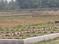 Bihta Plot View 2