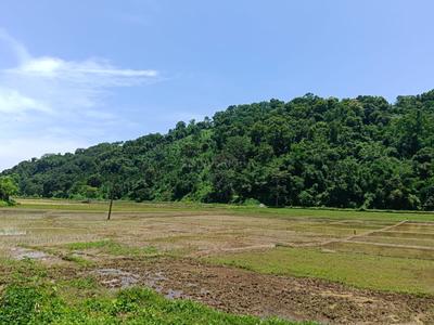 Rewa N.C. Plot View 1