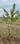 Nenmeli, Chengalpattu Plot View 2