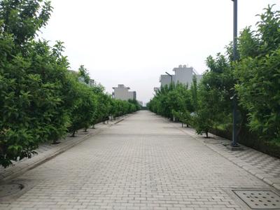 Image of 125 Sq.ft Residential Plot / Land for sale in Mansha Oaks, Sector 98, Faridabad for Rs. 13800000