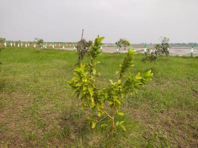 Image of 9600 Sq.ft Residential Plot / Land for sale in Sri Sai Garden, Walajabad, Chennai for Rs. 2400000