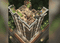 Giriraj Sapphire Main Image 1