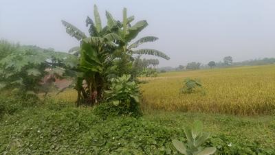 Sampatchak Plot View 2