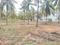 Artha Citrine Plots Main Image 1