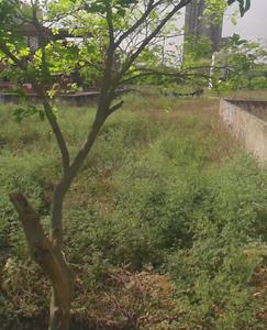 Image of 235 Sq.ft Residential Plot / Land for sale in Jaitpur Village, Greater Noida for Rs. 25800000