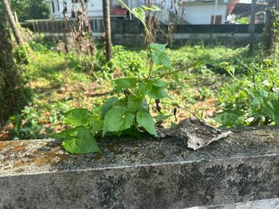 Kalathode Plot View 3