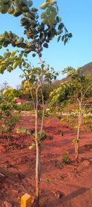 Image of 100 Sq.ft Residential Plot / Land for sale in Anakapalle, Visakhapatnam for Rs. 350000