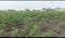 Old Guntur Main Image 1