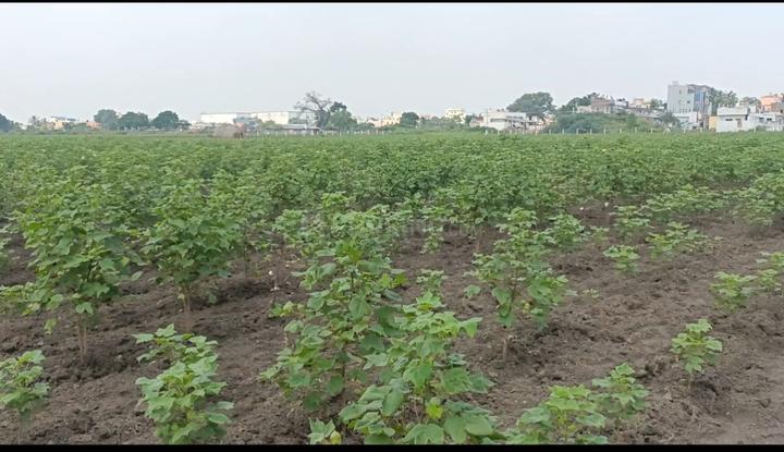 Old Guntur Main Image 1