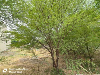 Image of 2800 Sq.ft Residential Plot / Land for sale in Golf Link Colony, Indore for Rs. 21000000