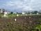 Wagholi Plot View 2