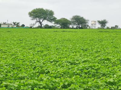 Image of 82500 Sq.ft Residential Plot / Land for sale in Mhow, Indore for Rs. 90200000