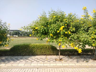 Image of 107 Sq.ft Residential Plot / Land for sale in Mansha Oaks, Sector 98, Faridabad for Rs. 13910000