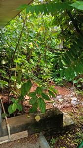 Image of 850 Sq.ft 2 BHK Independent House for sale in Viyyoor, Thrissur for Rs. 3800000