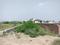Sherpur  Plot View 1
