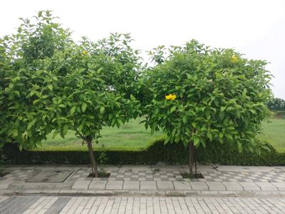 Image of 963 Sq.ft Residential Plot / Land for sale in Mansha Oaks, Sector 98, Faridabad for Rs. 13900000