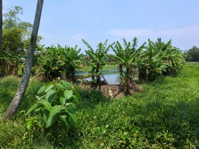 Residential Plot