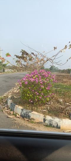 Gollalapalem Main Image 1