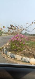 Gollalapalem Plot View 1