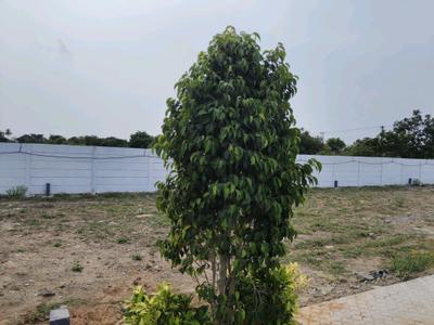 Image of 800 Sq.ft Residential Plot / Land for sale in Pudupakkam, Chennai for Rs. 4239200