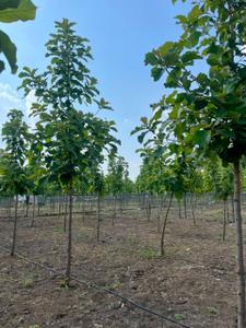Image of 5000 Sq.ft 1 RK Farm House for sale in Anand Nagar, Bhopal for Rs. 3000000