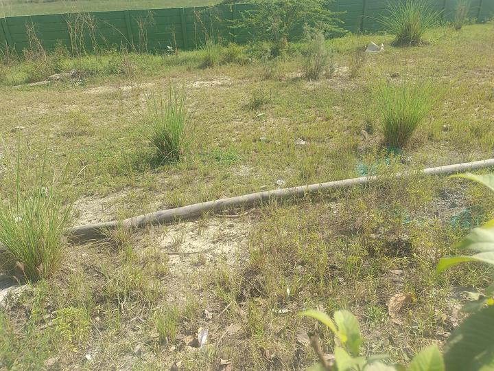 M2K Olive Greens Main Image 1