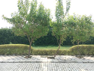 Image of 175 Sq.ft Residential Plot / Land for sale in Mansha Oaks, Sector 98, Faridabad for Rs. 21875000