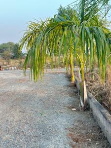 Image of 1000 Sq.ft Residential Plot / Land for sale in Naya Raipur, Raipur for Rs. 555000
