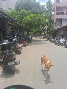 Image of 1600 Sq.ft 2 BHK Duplex for sale in Kalyan Nagar, Bengaluru for Rs. 13000000