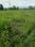 Sherpur Plot View 2