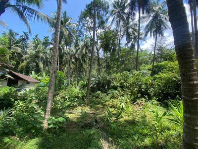 Thalapoyil paramb in moolad Plot View 3