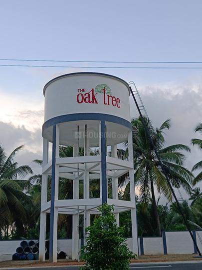 RR Oak Tree Main Image 1