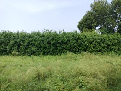 Image of 125 Sq.ft Residential Plot / Land for sale in Mansha Oaks, Sector 98, Faridabad for Rs. 13750000
