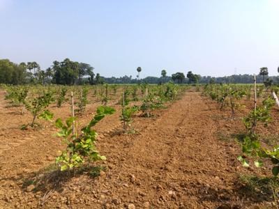 Kothavalasa Plot View 3