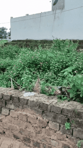 Image of 435 Sq.ft Residential Plot / Land for sale in Pandra, Ranchi for Rs. 1500000