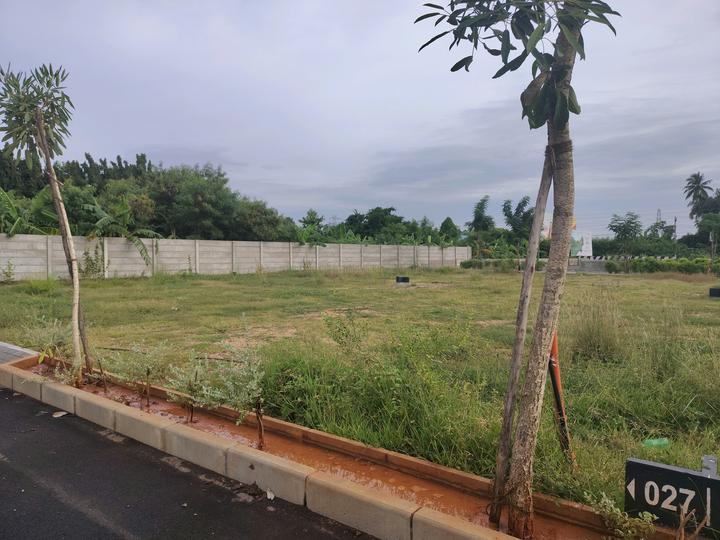 Amber County Main Image 1