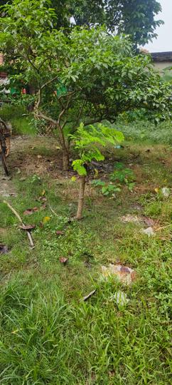 Barrackpore Akashdeep Main Image 1