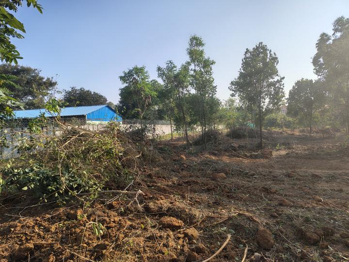 Clover field Main Image 1