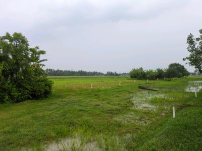 Golden city 2 Sonarpur plot Plot View 2