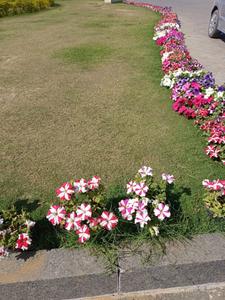 Image of 2100 Sq.ft Residential Plot / Land for sale in Heerawala, Jaipur for Rs. 6404908