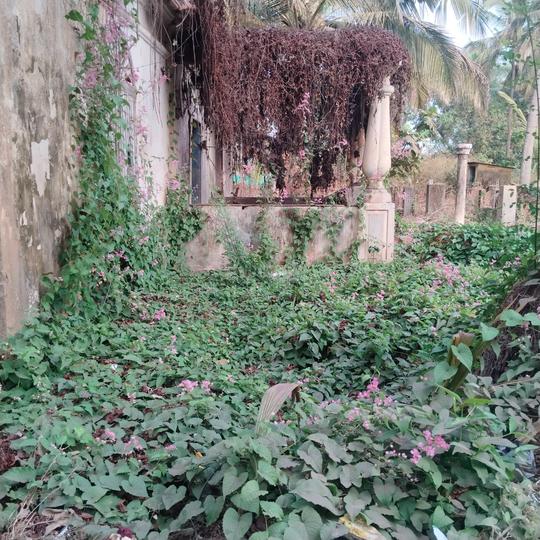 Carambolim Main Image 1