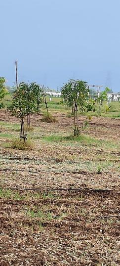 Nenmeli, Chengalpattu Main Image 1